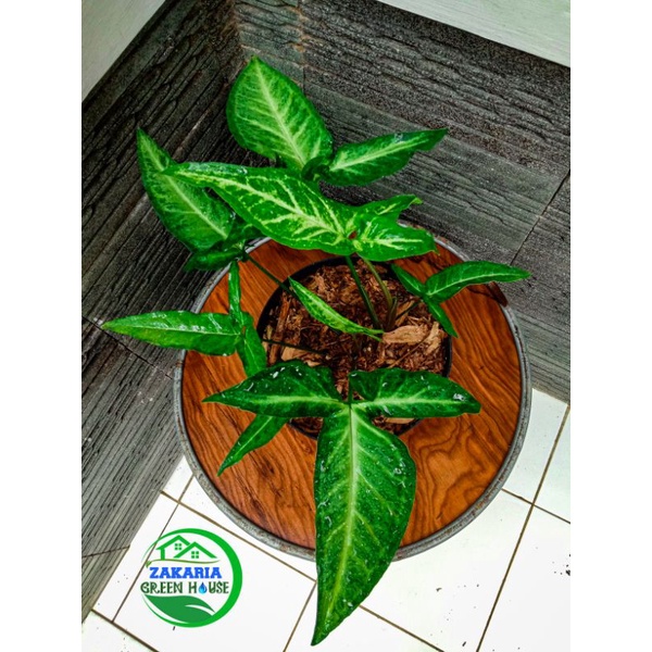 Jual Syngonium Angustatum Syngonium Singonium Tanaman Hias Syngonium Tanaman Hias Singonium