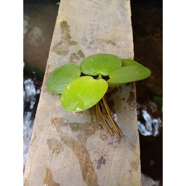 Jual progbit tanaman apung | Shopee Indonesia