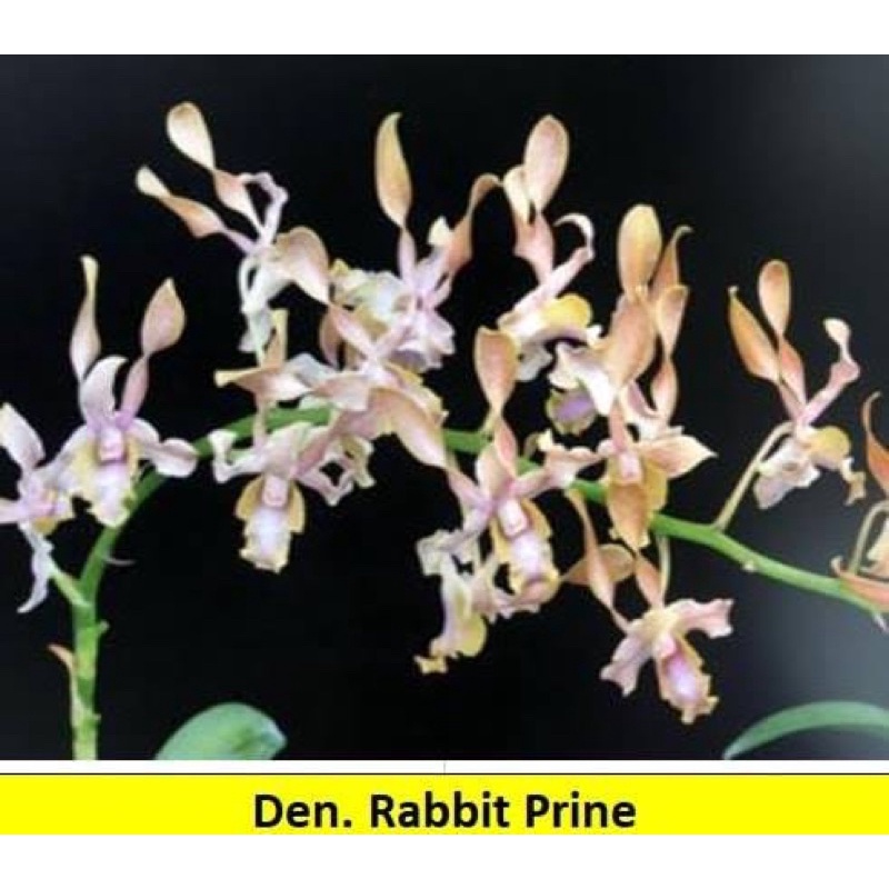 Jual Anggrek Dendrobium Rabbit prime | Shopee Indonesia
