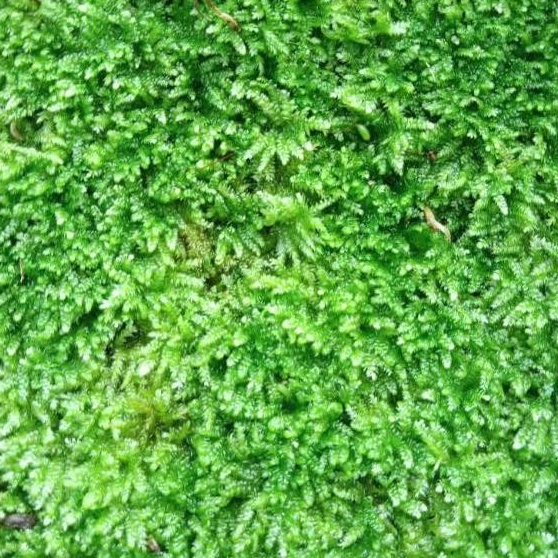 Jual Moss aquascape weeping clump tanaman untuk aquarium hardscape ...