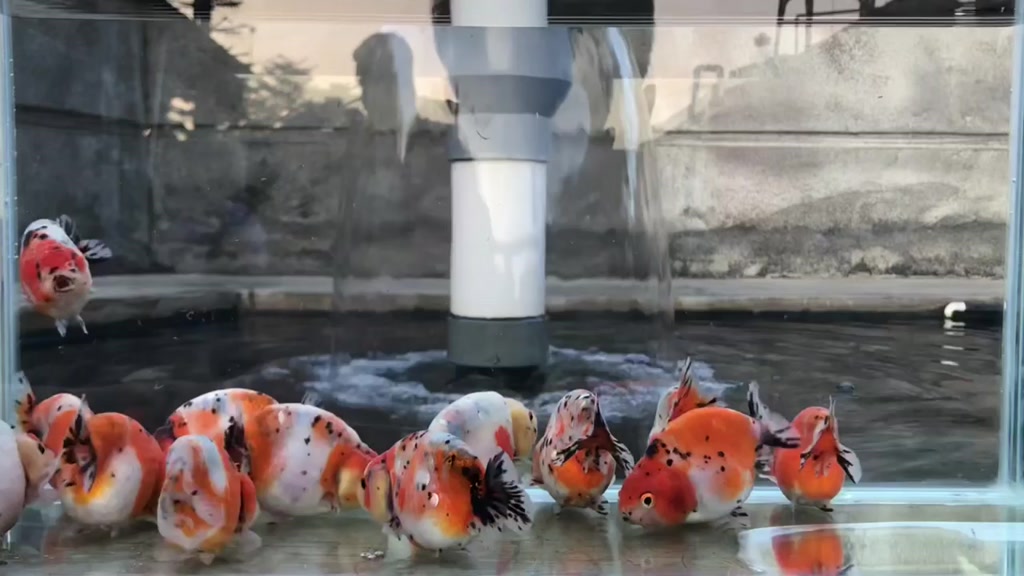 Jual rancu calico / ikan mas koki rancu / ikan hias | Shopee Indonesia