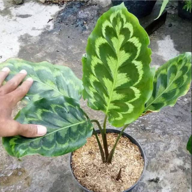 Jual Bibit Tanaman Bunga Calathea Merak Peacock Pohon Hidup