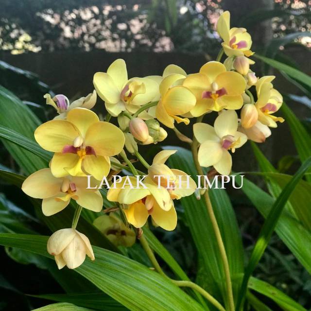Bunga anggrek tanah lemon picatta - Tanaman Hias Hidup - Bunga hidup - Bunga hias