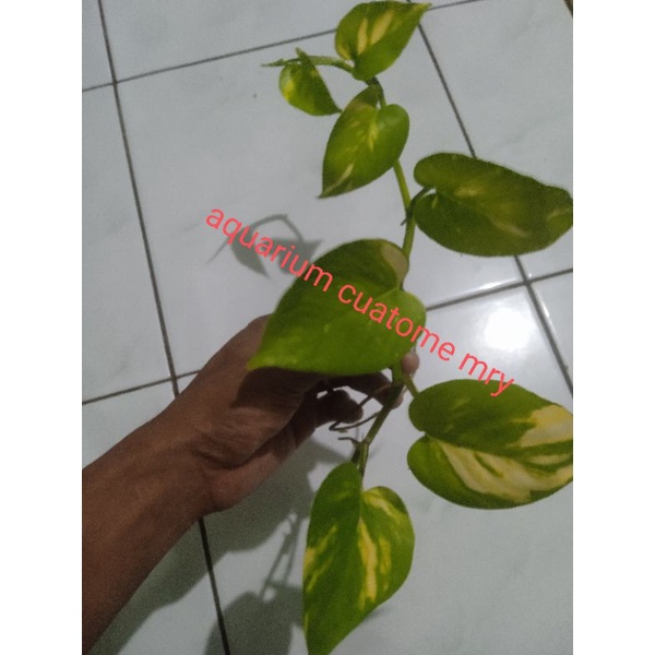 Jual Bibit Tanaman Sirih Gading Hijau Kuning Shopee Indonesia