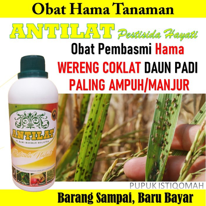 Jual Terlaris Antilat Obat Hama Wereng Padi Antilat Obat Atasi Hama Wereng Antilat Pestisida