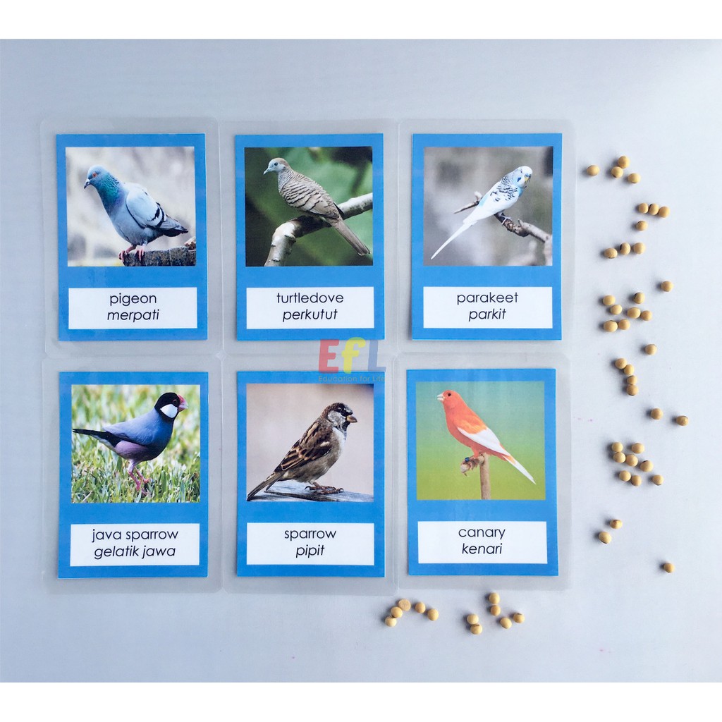 Jual Montessori Home Learning Kit - Birds Theme Set B (2-4 years old ...