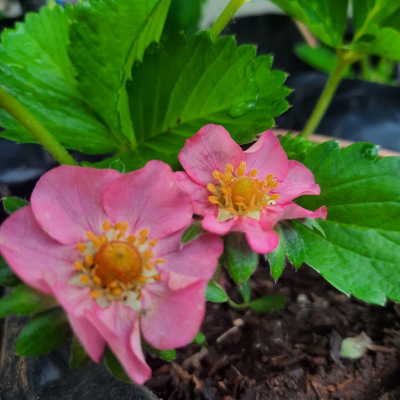 Jual Strawberry Merlan Bunga Pink Sudah Berbunga Atau Berbuah | Shopee ...