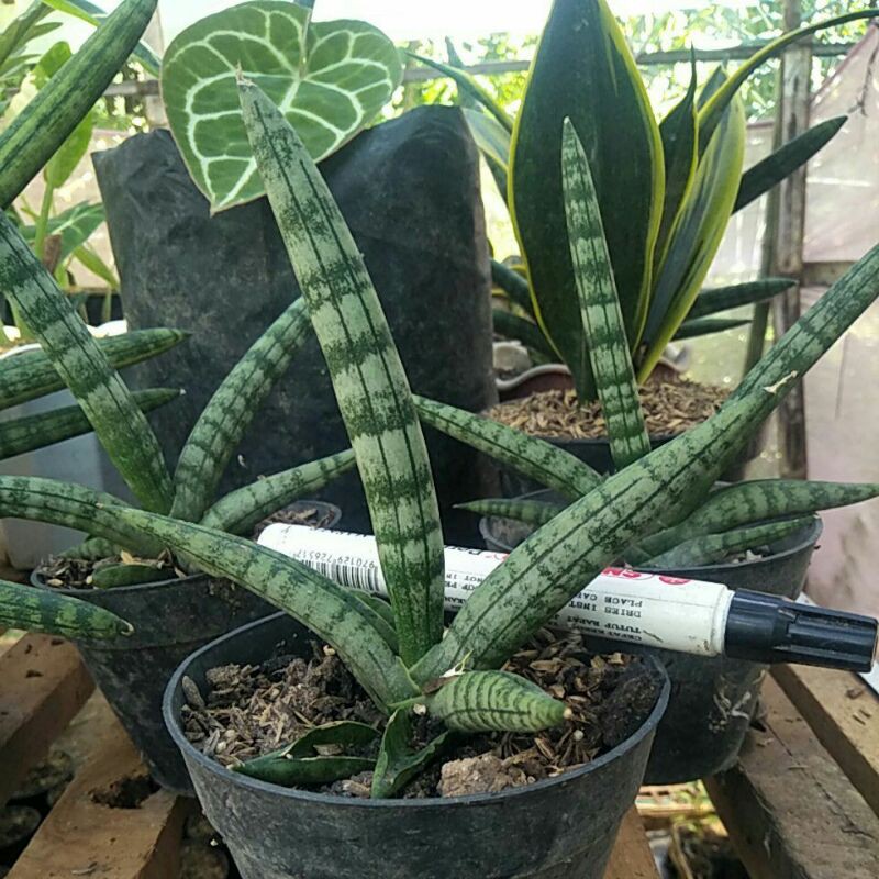 Jual Sansevieria Boncel | Shopee Indonesia