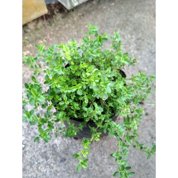 Jual Tanaman Herbal / Rempah Daun Thyme Rimbun | Shopee Indonesia