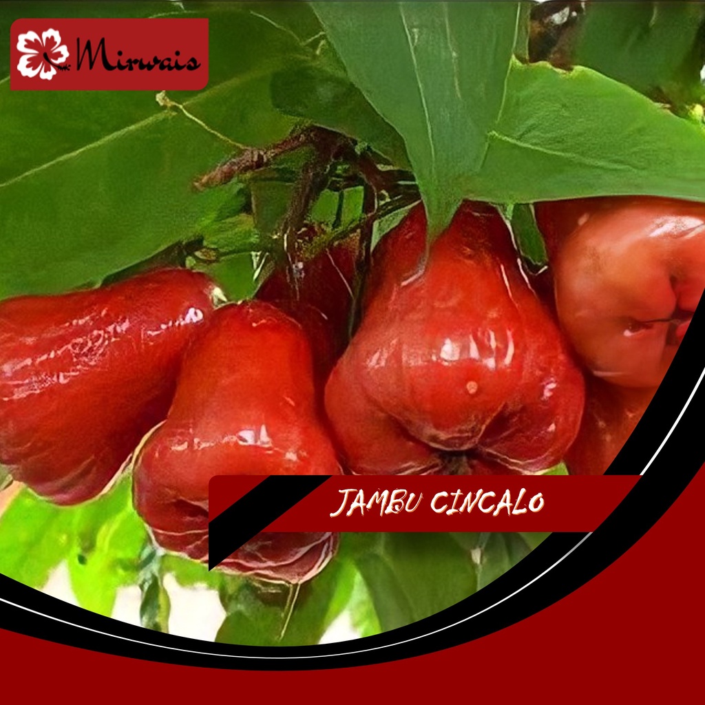 Jual Pohon Jambu Cincalo - (Mirwais) | Shopee Indonesia