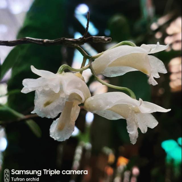 Jual Dendrobium spesies inflatum | Shopee Indonesia
