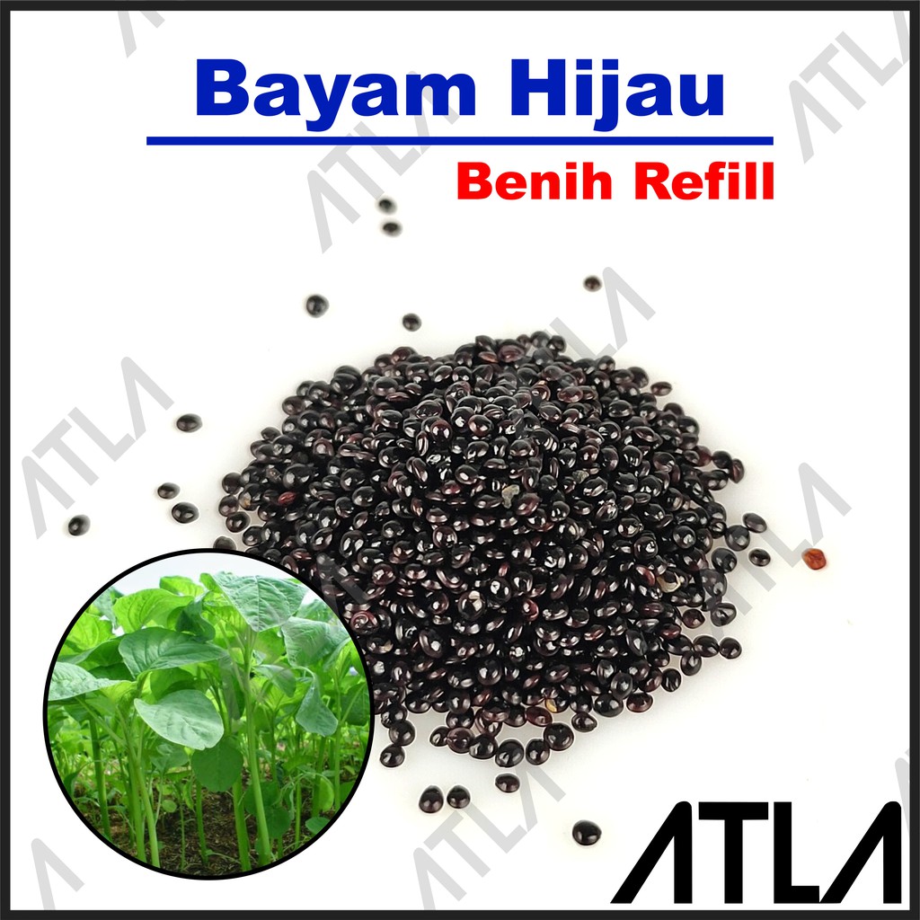 Jual Benih Bayam Hijau Ratusan Biji Bibit Tanaman Sayur Sayuran Refill ...