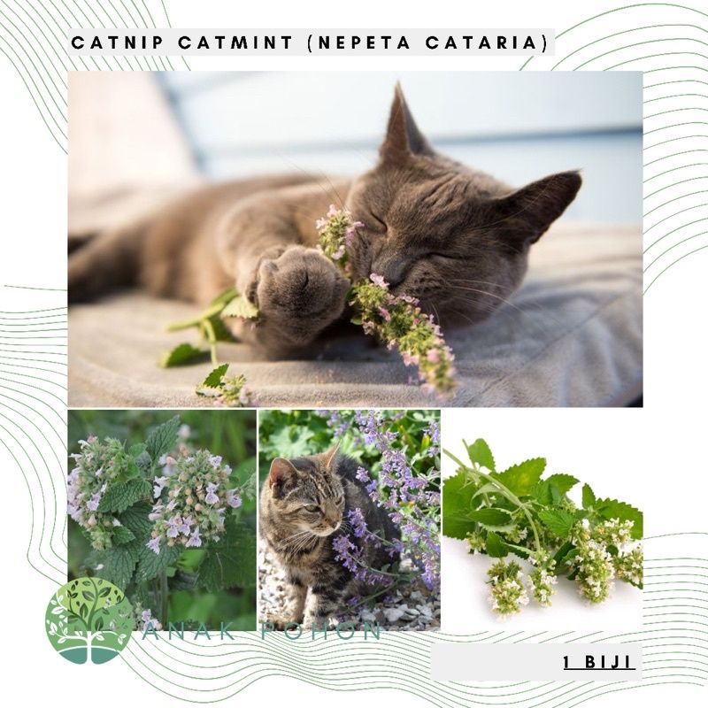 Jual Biji Catnip Benih Catnip Biji Catnip Bibit Catnip Mainan Kucing Makanan Kucing Buah