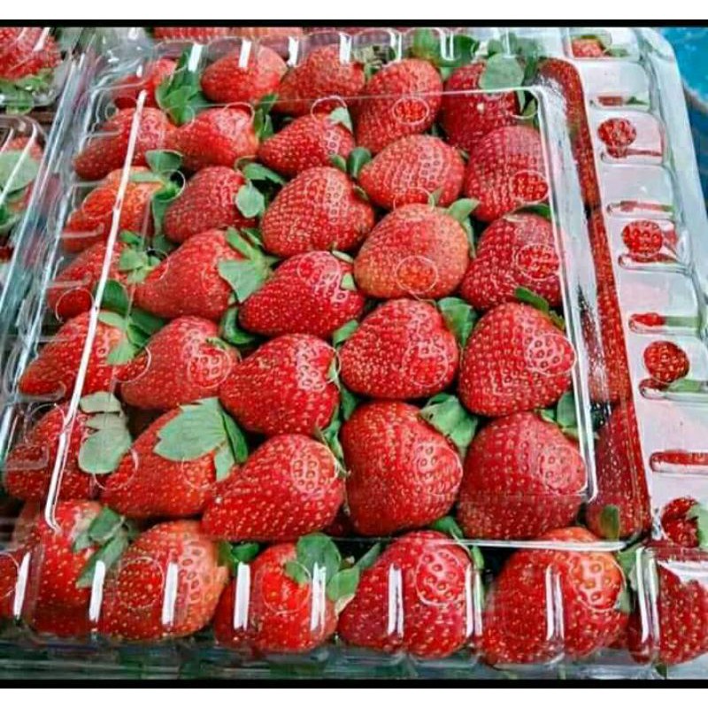 Jual Buah Strawberry Segar 1kg | Shopee Indonesia