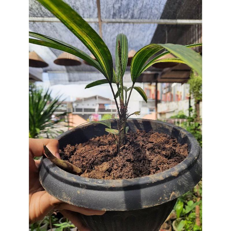 Jual Palem Waregu Variegata Ukuran Kecil | Shopee Indonesia