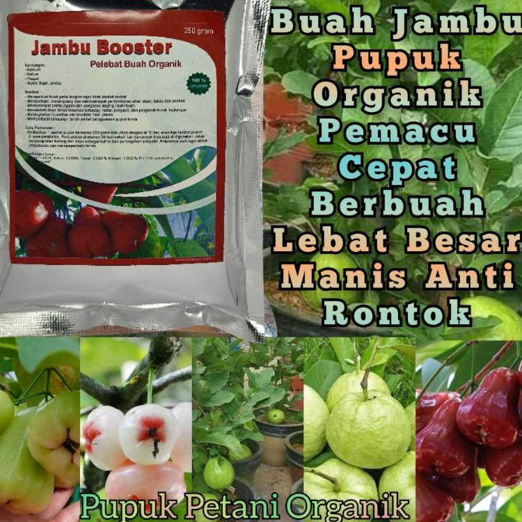 Jual Lm Pupuk Pelebat Jambu Anti Rontok Perangsang Dan Booster Buah Jambu Airkristaljamaika 0738