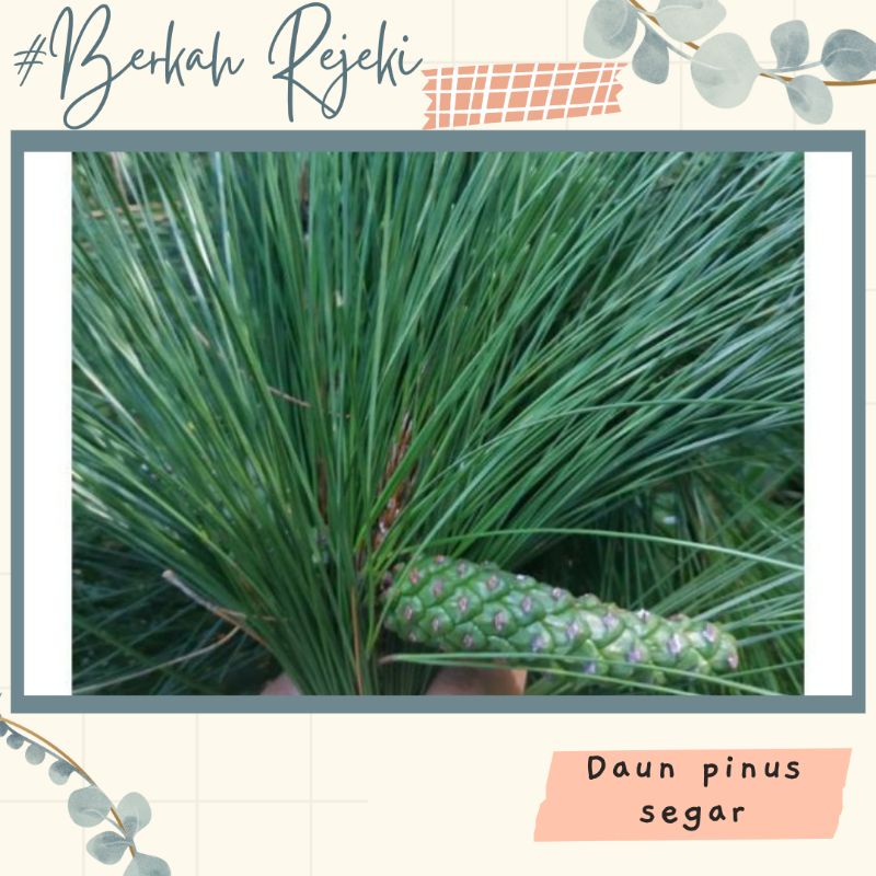 Jual Daun Pinus Segar Baru Petik Harga Kg Shopee Indonesia