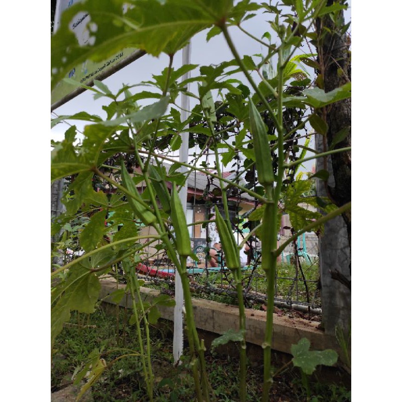 Jual biji okra | Shopee Indonesia