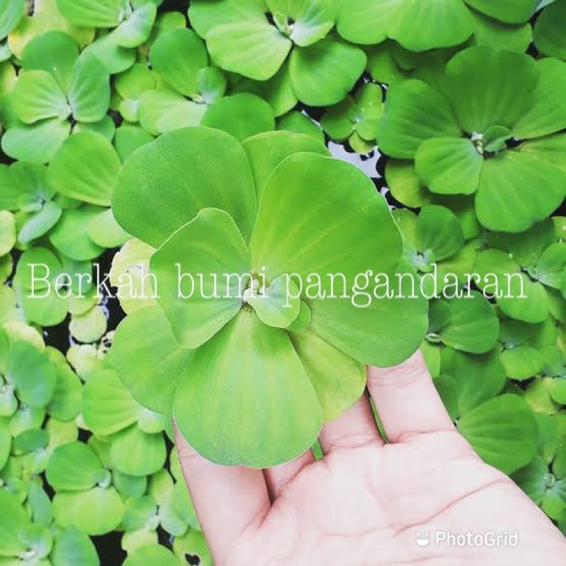 Jual DAUN APU APU | KIAMBANG | KAYU APU | KAYAMBANG | Shopee Indonesia