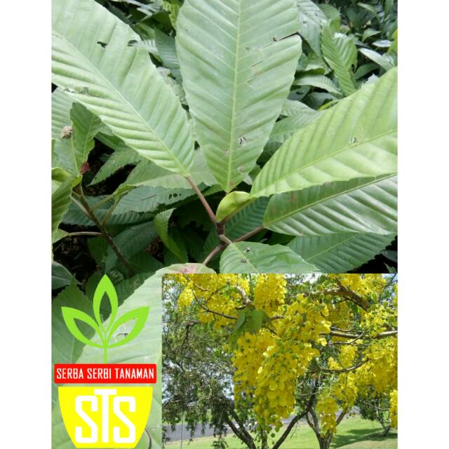 Jual Bibit tanaman langka sempur-simpur menghidupkan ruangan anda ...