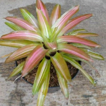 Jual tanaman hias bromelia tricolor - pohon bromelia three color ...