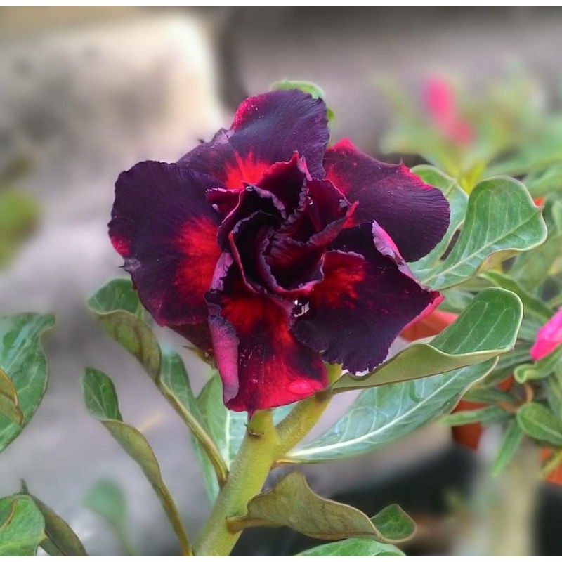 Jual Bibit bunga tumpuk kamboja adenium lady-tanaman hidup-adenium AFI ...