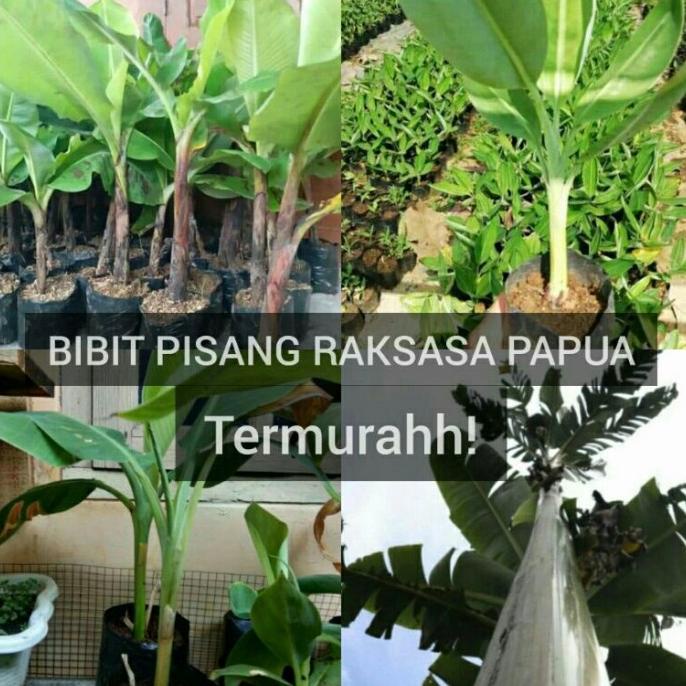 Jual Bibit Tanaman Hidup Pisang Raksasa Papua Langka Pisang Unik Raksasa Shopee Indonesia