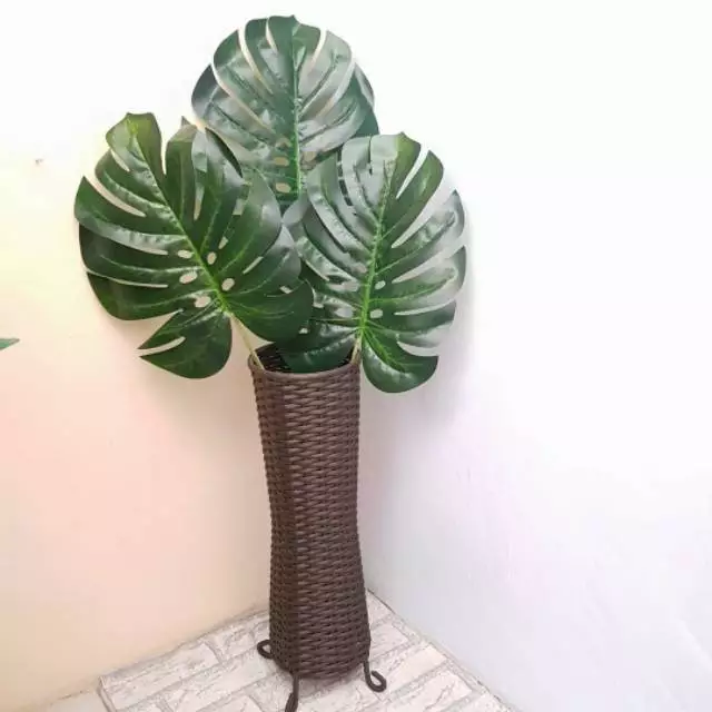 DAUN MONSTERA