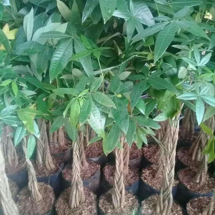 Jual Tanaman Hias Pacira Kepang 9 - Pohon Pacira - Pohon Uang Tanaman ...