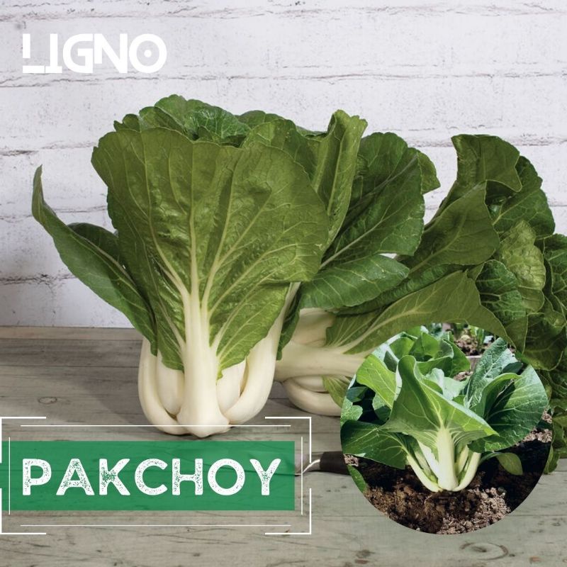 Jual Benih Pakchoy Isi 100 Bibit Pakcoi Pak Choy F1 Biji Sayur