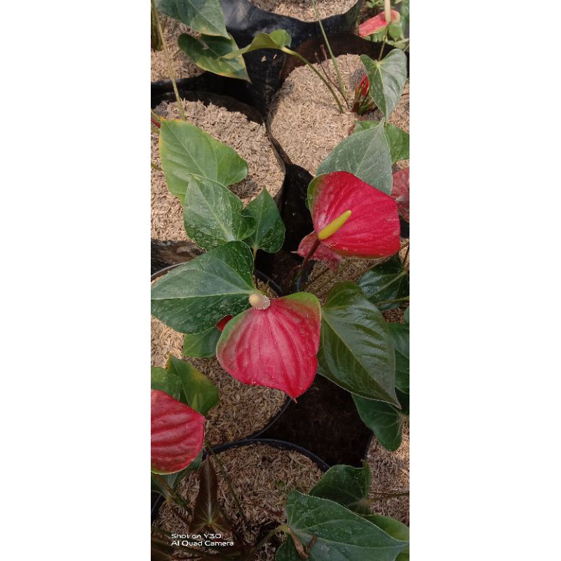 Anthurium Bangkok Bunga Merah Hijau