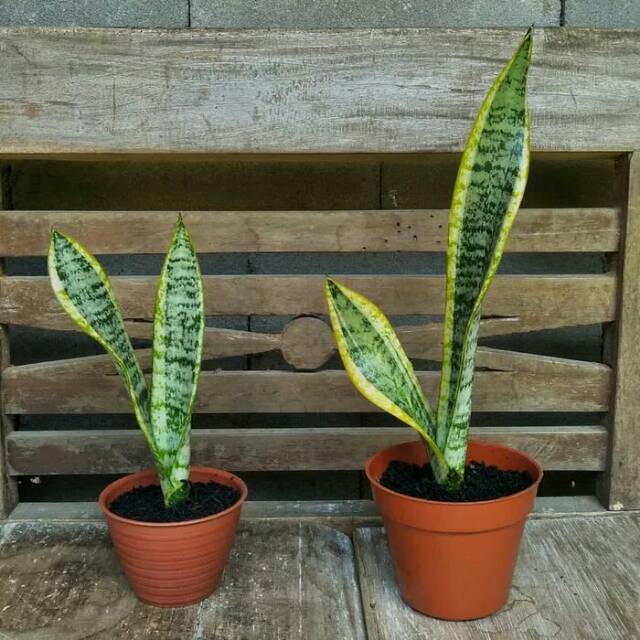 Jual Tanaman hias lidah mertua - sansevieria - sansivera - sanevera ...