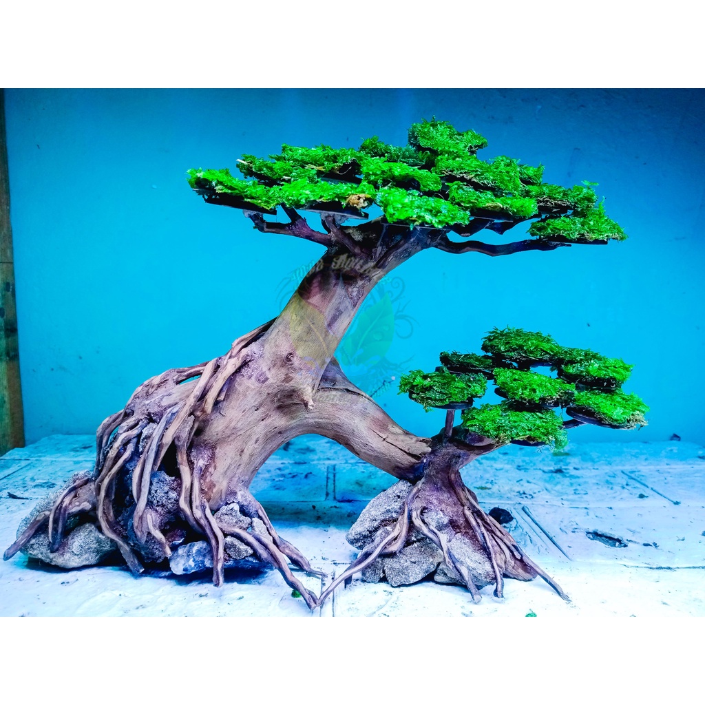 Jual Bonsai aquascape bonus moss wipping (COD) pohon aquascape aquarium