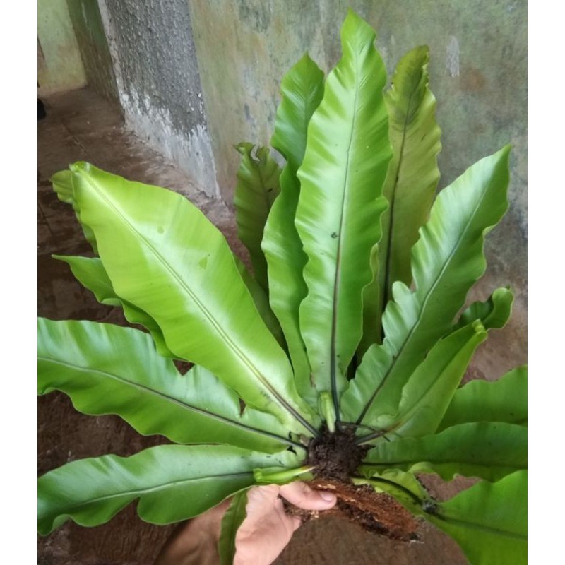 Jual kadaka tanduk rusa sarang burung simbar paku | Shopee Indonesia