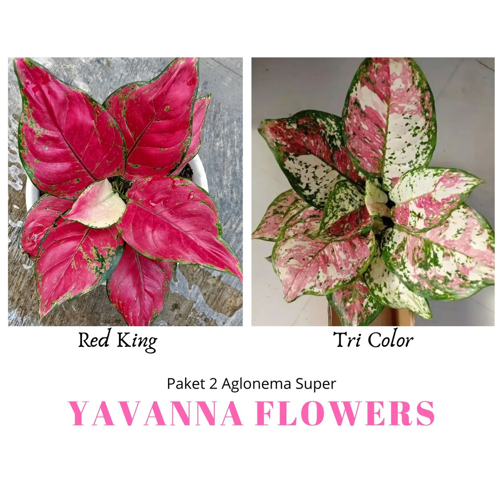 Jual Paket 2 Tanaman Hias Aglonema Super ( Red King - Tri Color ...
