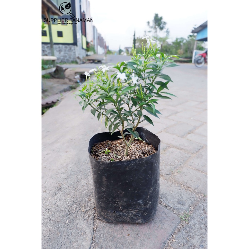 Jual Tanaman Bunga Melati China - Tanaman Hias Rombusa - Pohon Rombusa ...