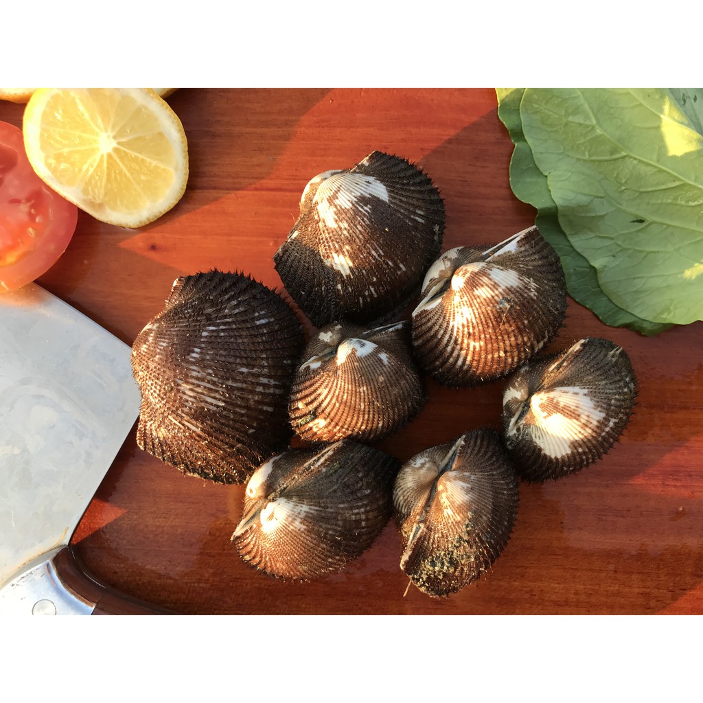 Jual Kerang Bulu (1KG) | Shopee Indonesia