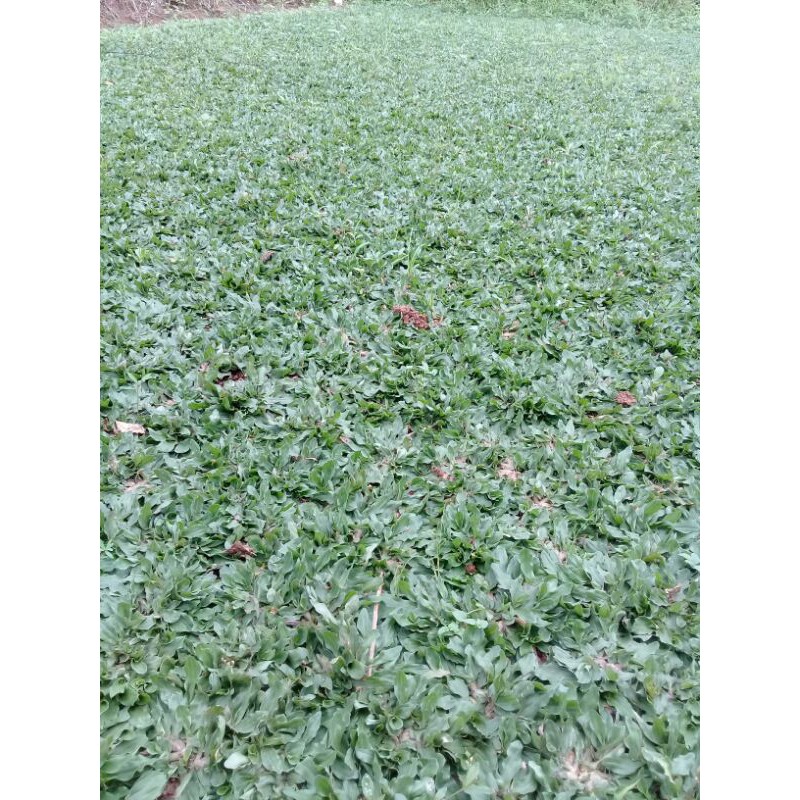 Jual Rumput Gajah Mini 50x50cm Shopee Indonesia