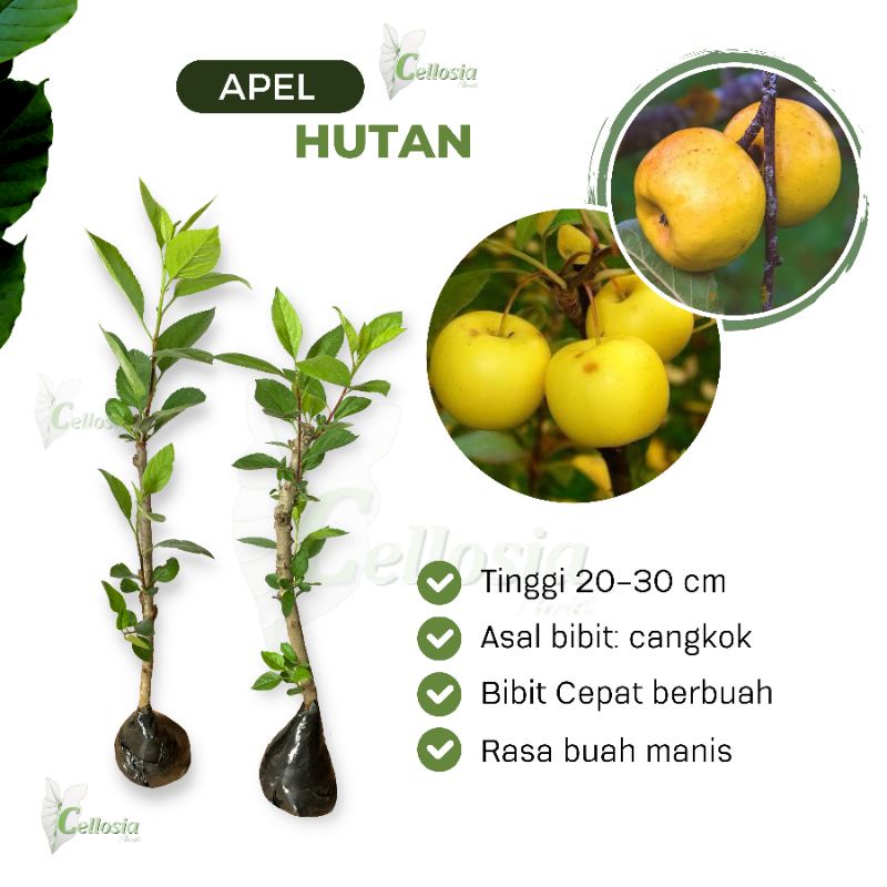 Bibit Tanaman Buah Apel Hutan Malus sylvestris Cangkok