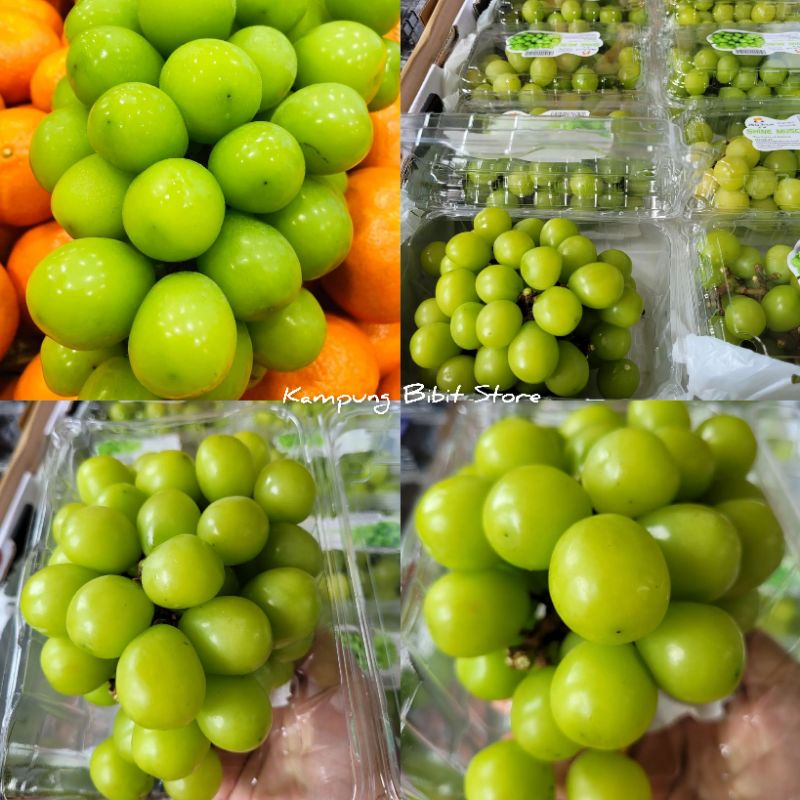 Bibit Anggur Import Shine Muscat 100% Valid Hasil Grafting