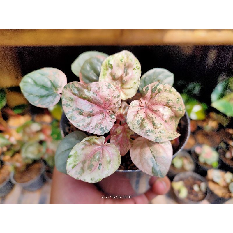 Jual peperomia pink lady / peperomia Variegata | Shopee Indonesia