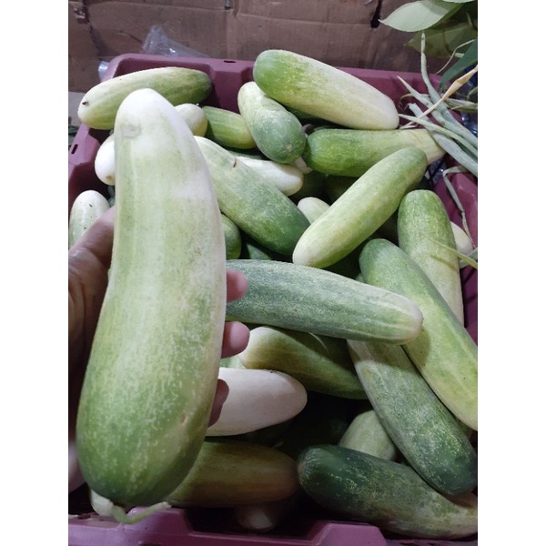 Jual TIMUN LOKAL JUMBO BESAR SEGAR 1KG | Shopee Indonesia