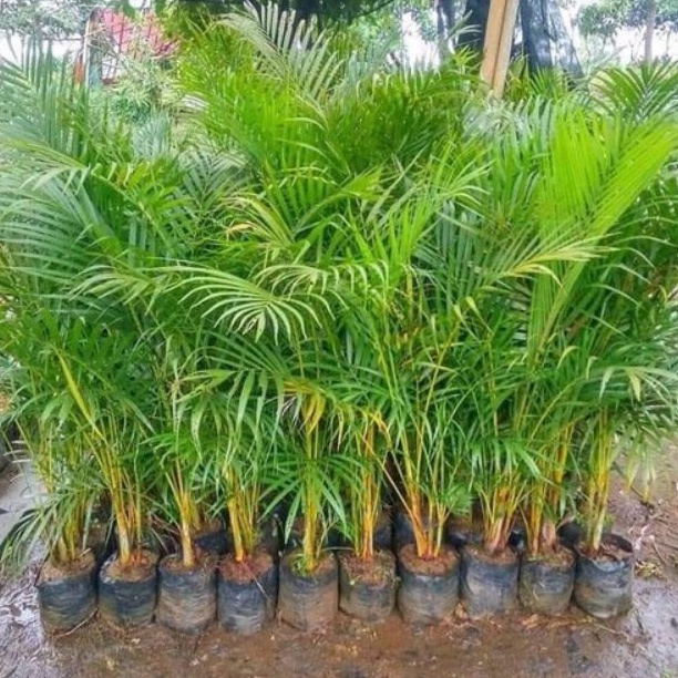 Jual Tanaman Hias Hidup - Palem kuning Rumpun - Ukuran Tinggi 80cm -1 ...