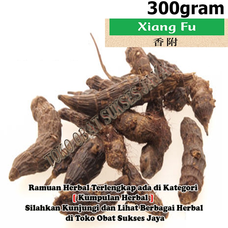 Jual [300gram] Xiang Fu - Rhizoma Cyperi Rotundi | Shopee Indonesia
