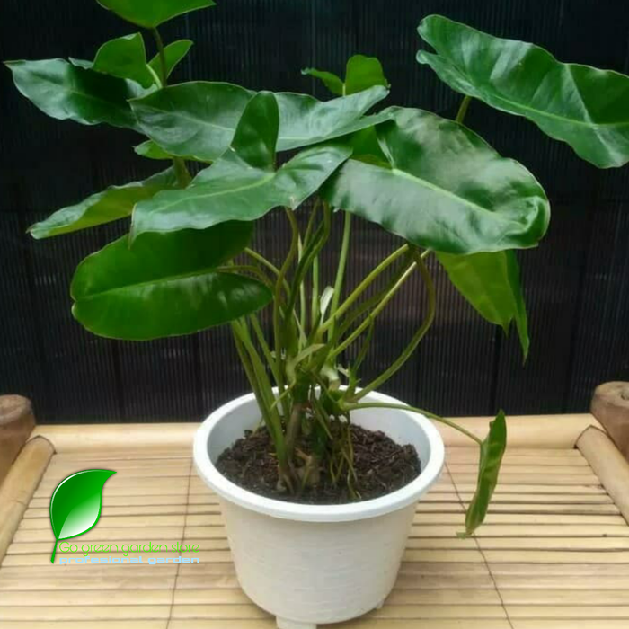 Jual Tanaman Hias Philodendron Brekele Burlemarx Daun Rimbun