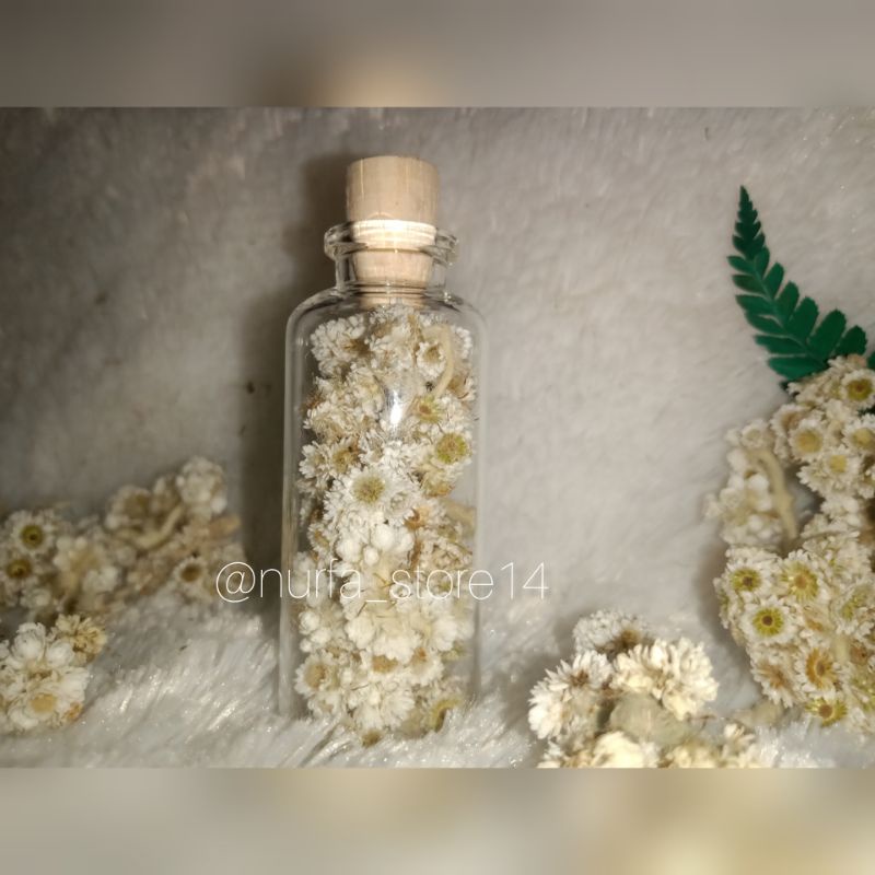 Jual Rustic,BUNGA EDELWEISS didalam BOTOL,botol Kaca isi asli 100% ...