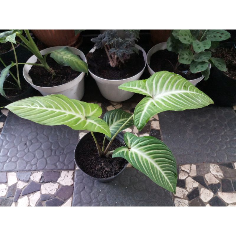 Jual Promo Tanaman Hias Caladium Xanthosoma Lindenii Remaja D