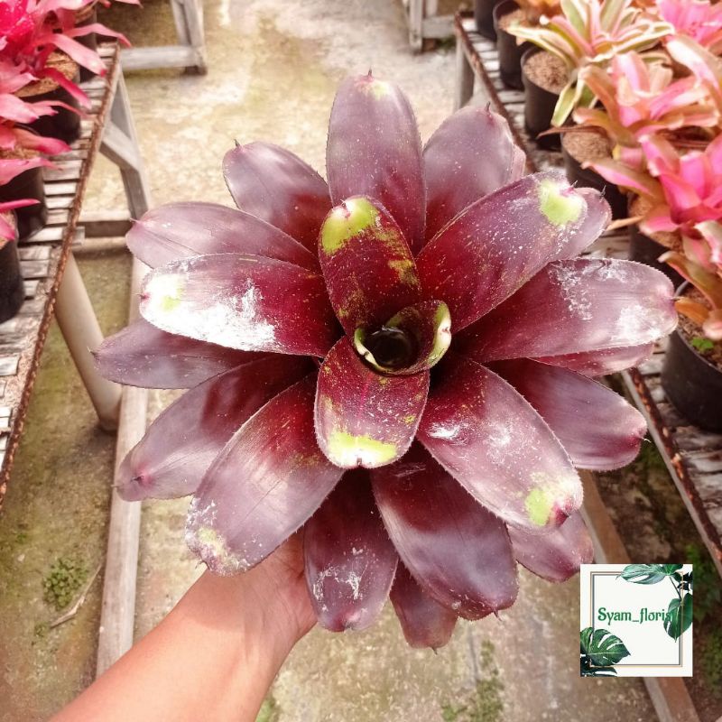 Jual Tanaman Hias Bromelia Black Fanama | Shopee Indonesia