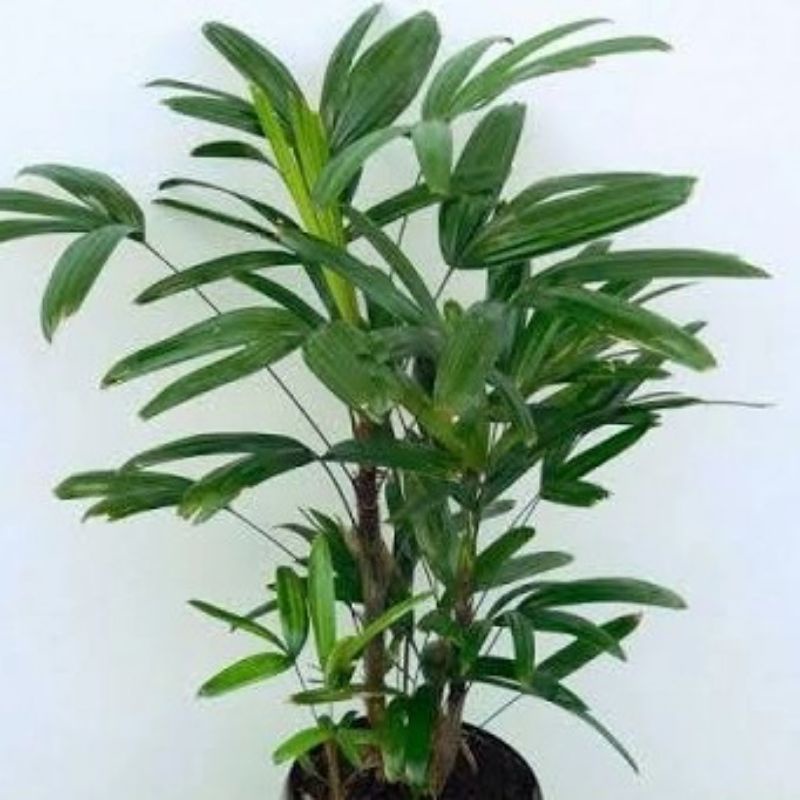 Jual Palem Jari waregu | Shopee Indonesia