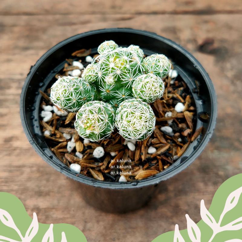 Jual Mammillaria Vetula sbsp. ' Gracilis ' kaktus sukulen tanaman hidup ...
